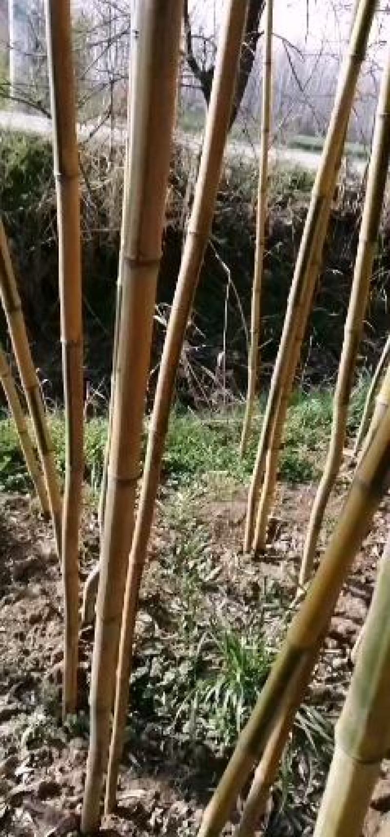竹苗金镶玉竹3公分上车价格