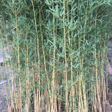 竹苗金镶玉竹3公分上车价格