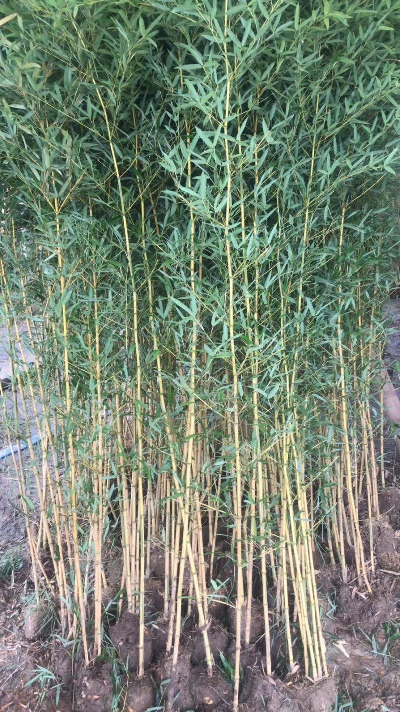 竹苗金镶玉竹3公分上车价格