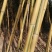 竹苗金镶玉竹3公分上车价格