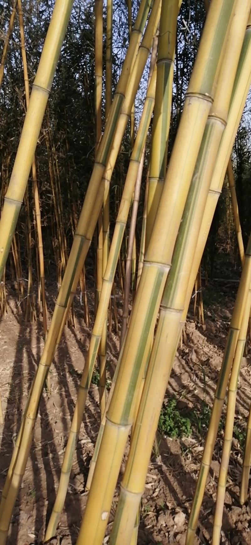 竹苗金镶玉竹3公分上车价格
