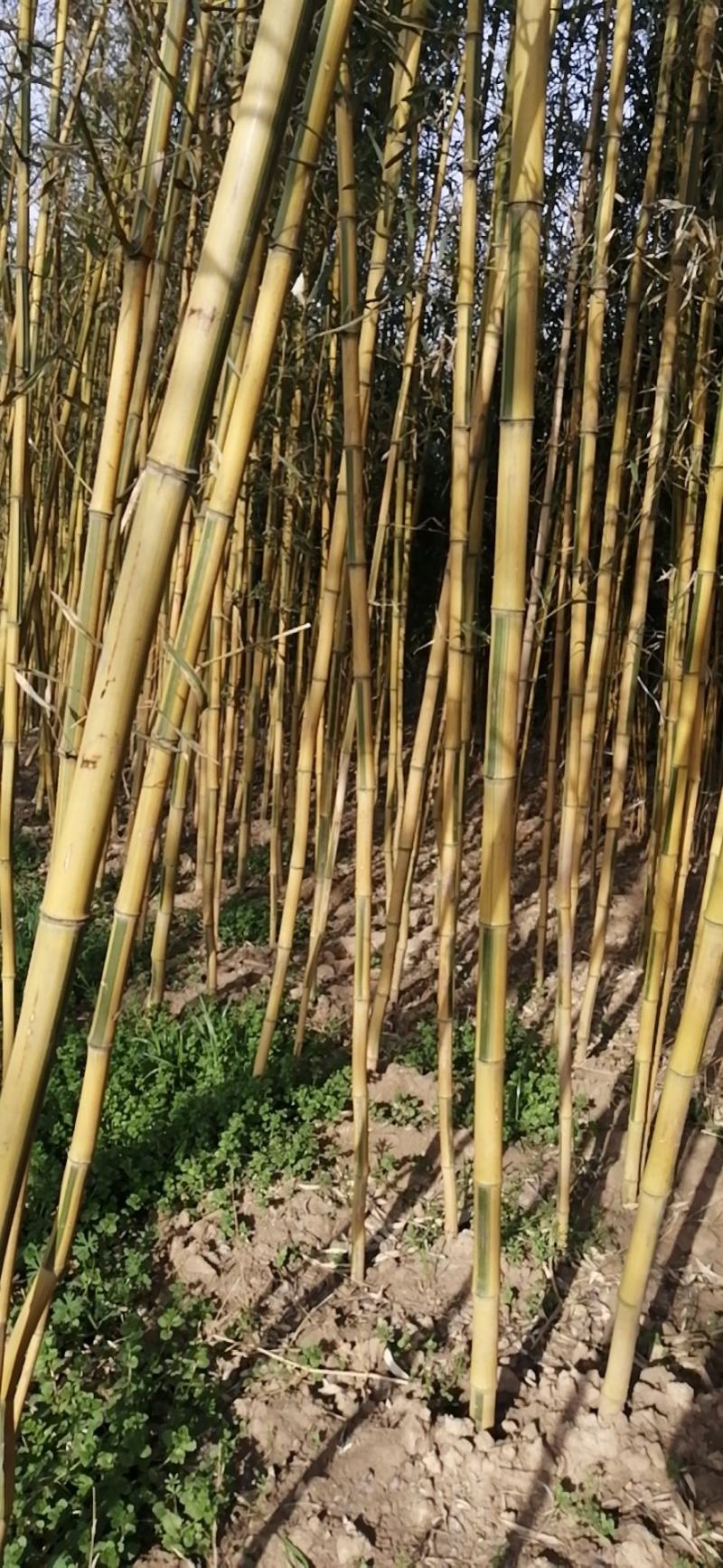 竹苗金镶玉竹3公分上车价格