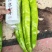 【推荐】新乐大棚蔬菜精品尖椒一手货源常年代收