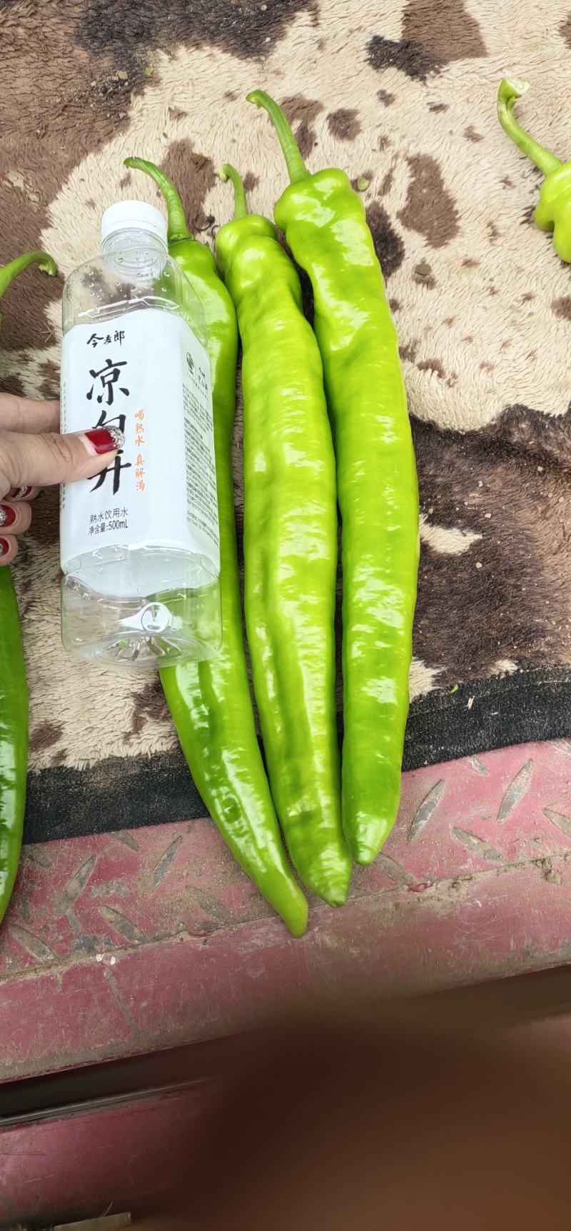 【推荐】新乐大棚蔬菜精品尖椒一手货源常年代收