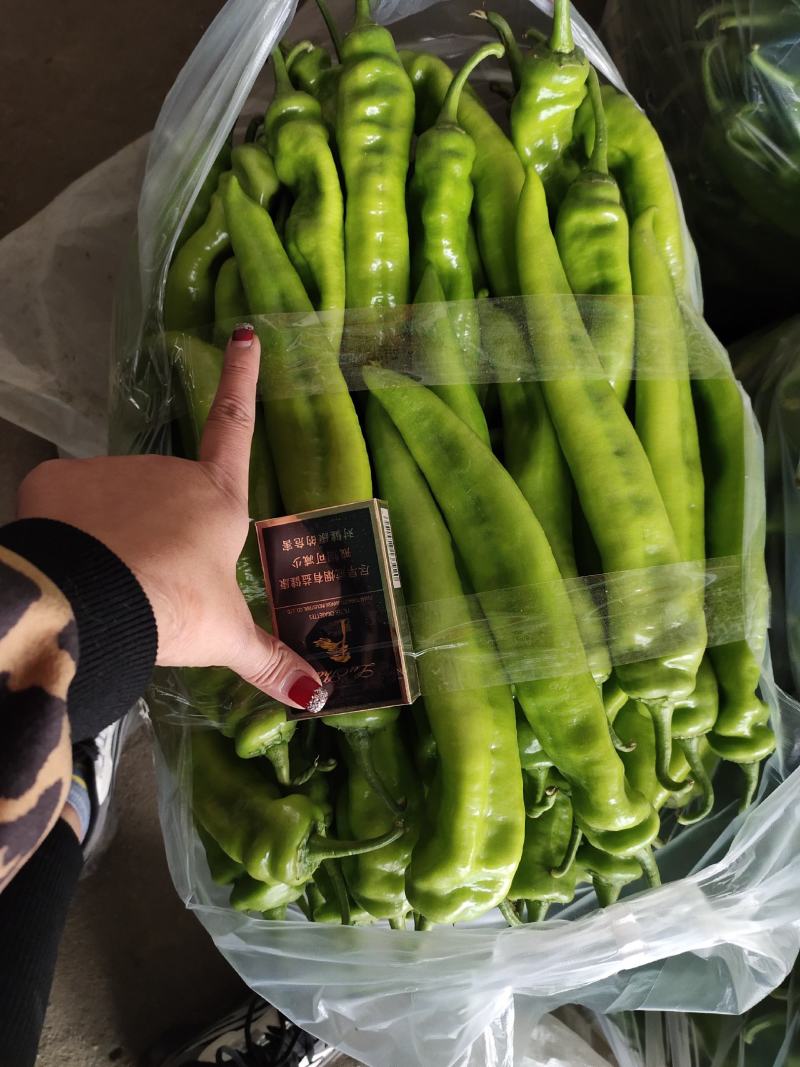 【推荐】新乐大棚蔬菜精品尖椒一手货源常年代收