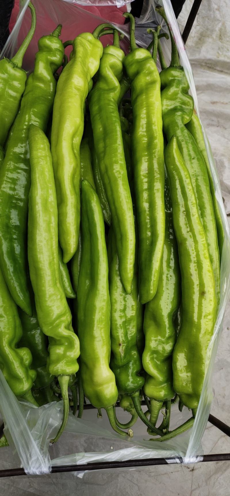 【推荐】新乐大棚蔬菜精品尖椒一手货源常年代收