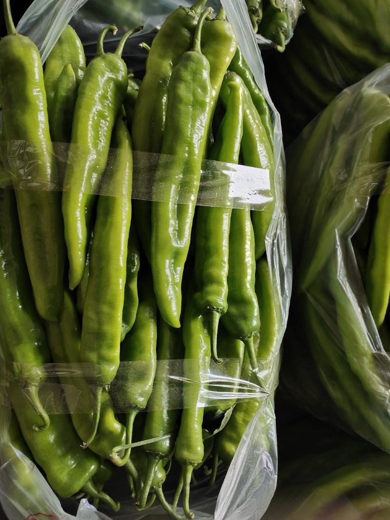 【推荐】新乐大棚蔬菜精品尖椒一手货源常年代收