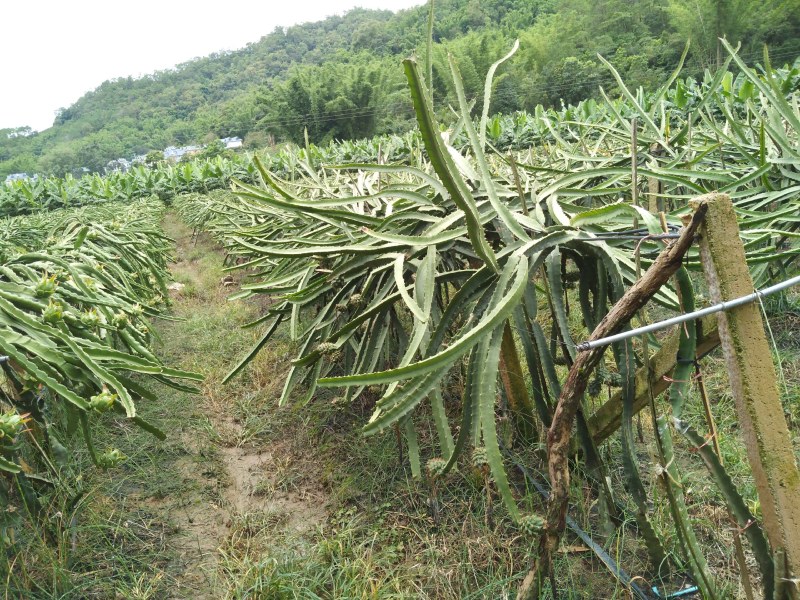 燕窝果苗，高端品种，甜到你心动，初恋般的感觉