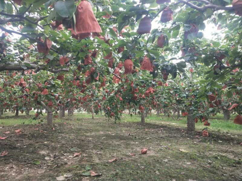 河北定州皇冠梨种植基地