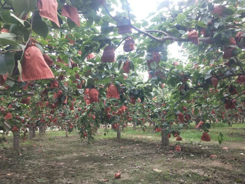 河北定州皇冠梨种植基地