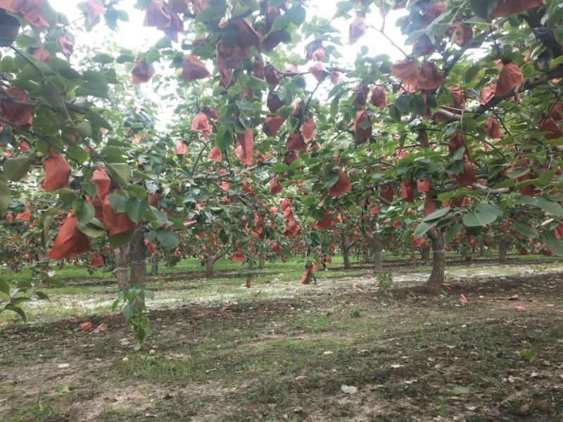 河北定州皇冠梨种植基地