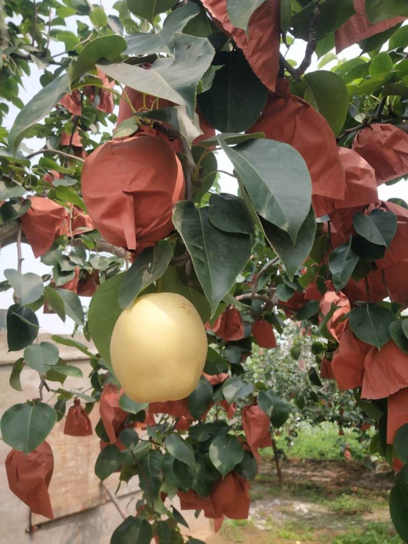 河北定州皇冠梨种植基地