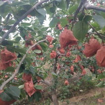 河北定州皇冠梨种植基地