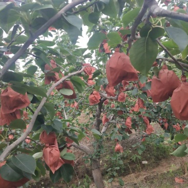 河北定州皇冠梨种植基地