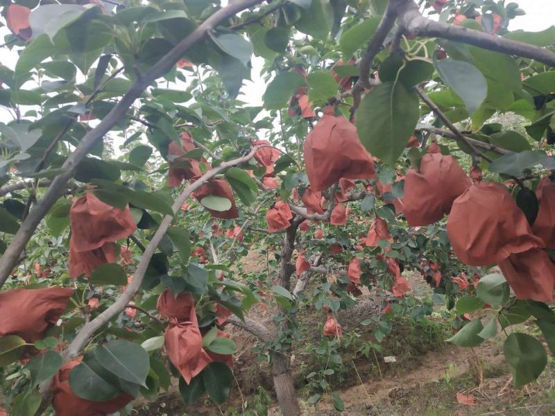 河北定州皇冠梨种植基地