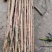 前期手选杨金蝉卵枝，24年产新，保证质量，量大优惠