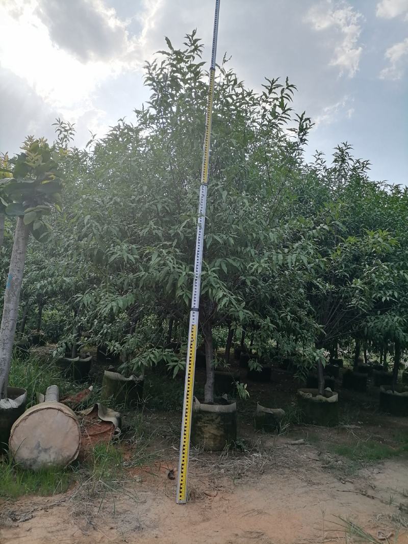 碧桃低价出售青叶碧桃