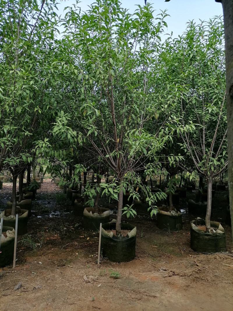 碧桃低价出售青叶碧桃
