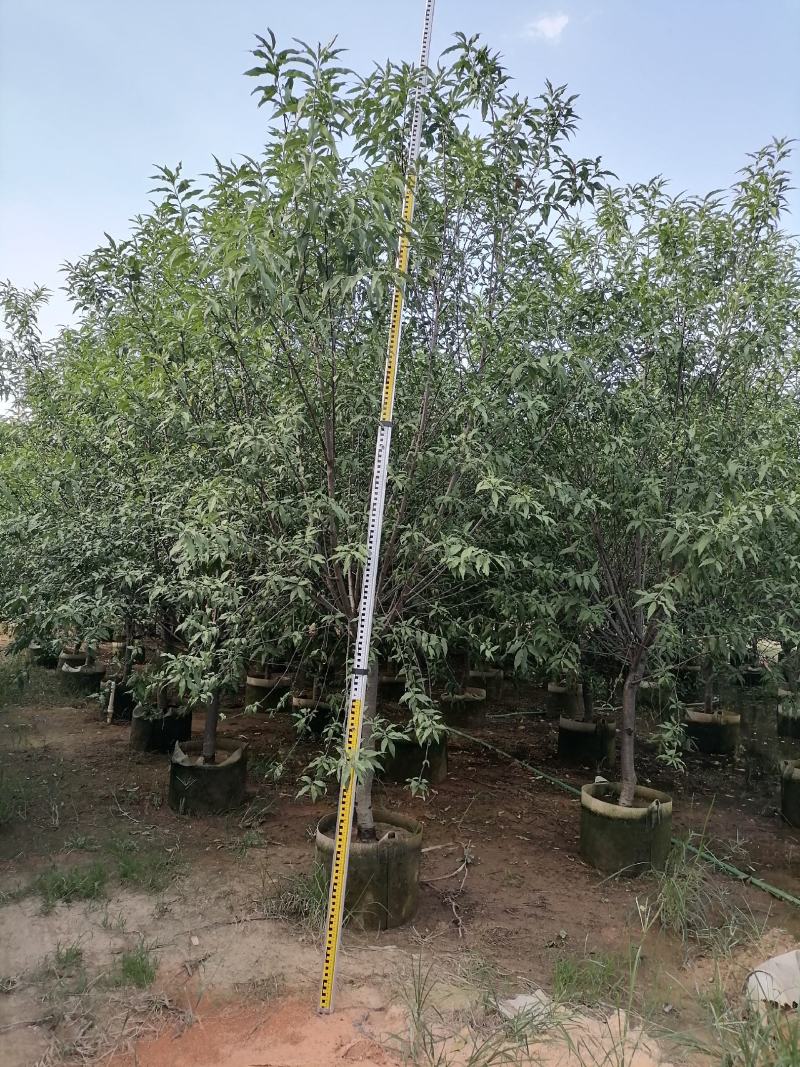 碧桃低价出售青叶碧桃
