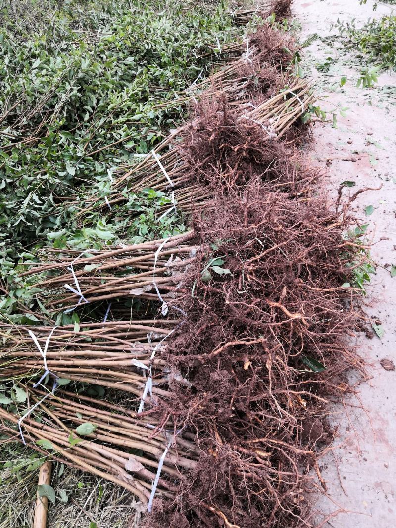 中华水蜜桃树白凤桃晚熟脆桃苗晚白桃产地直供量大优惠