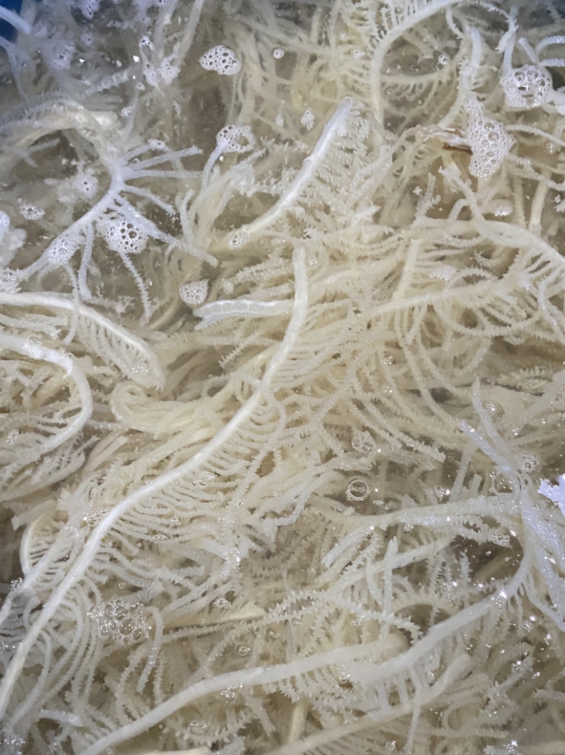 水发白千层白毛肚重庆串串店火锅食材必备