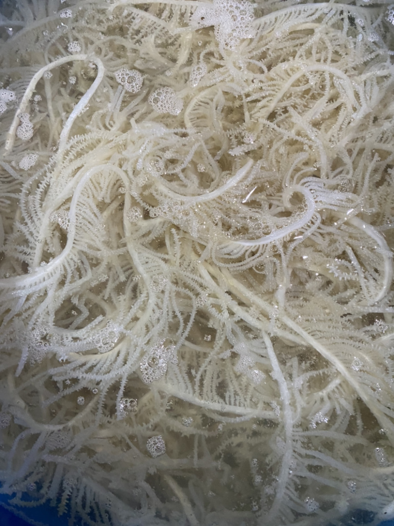水发白千层白毛肚重庆串串店火锅食材必备