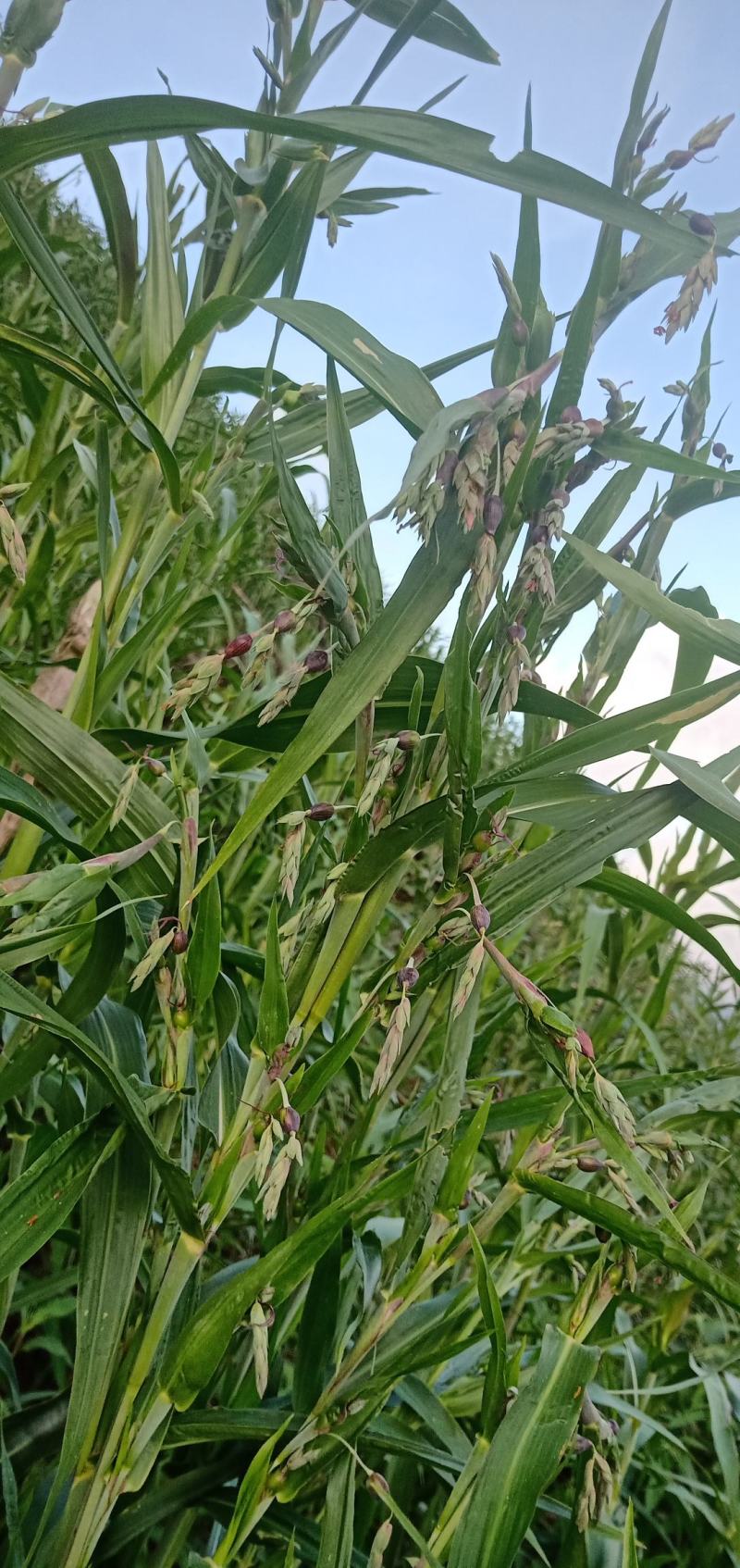 薏米预售，需要的可以来订购了