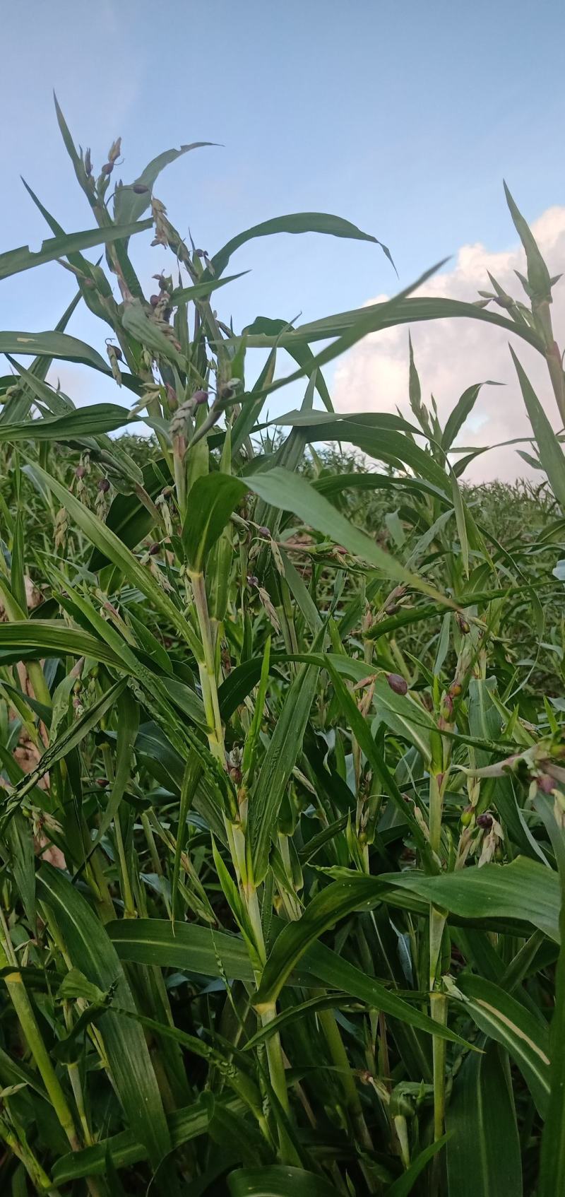 薏米预售，需要的可以来订购了
