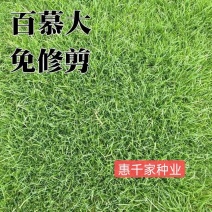 矮生百慕大种子四季常青耐旱耐践踏护坡固土草坪草籽种子绿化