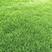 矮生百慕大种子四季常青耐旱耐践踏护坡固土草坪草籽种子绿化