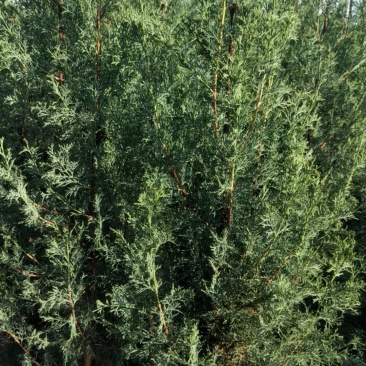 地径2分，25乘28袋圆柏和藏柏大量提供，有需求的实地选