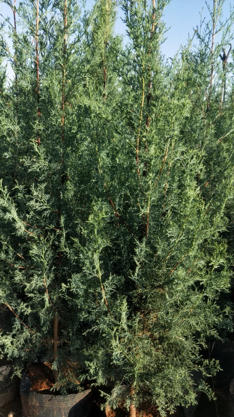 地径2分，25乘28袋圆柏和藏柏大量提供，有需求的实地选