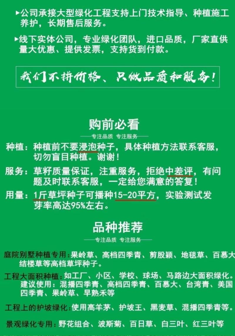 四季青草坪种子护坡高羊茅狗牙根马尼拉百慕大草坪草籽