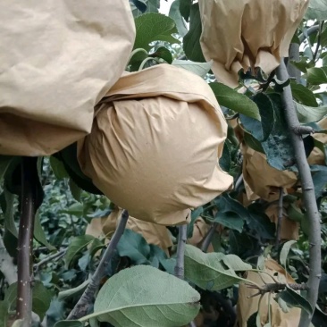 武陟县华硕苹果大量上市