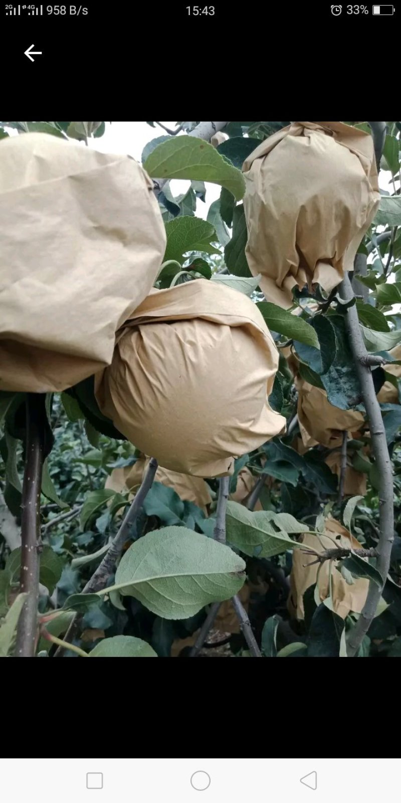 武陟县华硕苹果大量上市