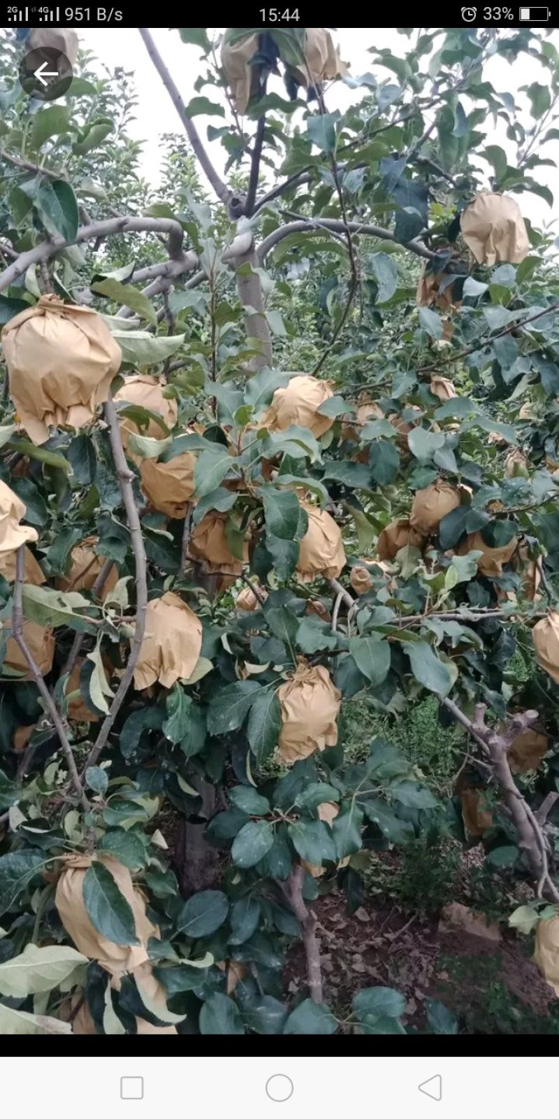 武陟县华硕苹果大量上市