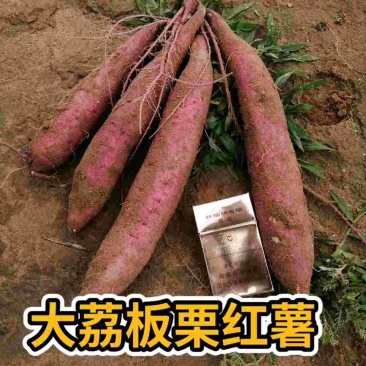 电商一手货源沙土地板栗红薯3斤5斤10斤支持远程代发
