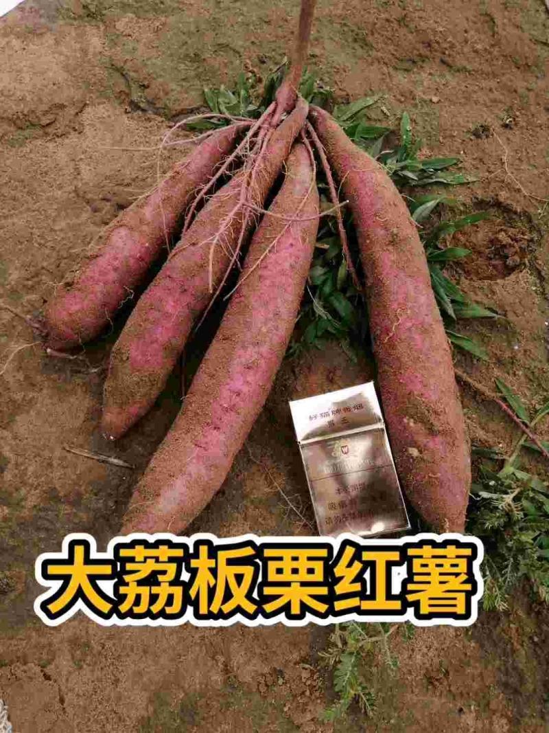电商一手货源沙土地板栗红薯3斤5斤10斤支持远程代发