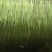 安徽贡菜云南贡菜苔菜一件10斤