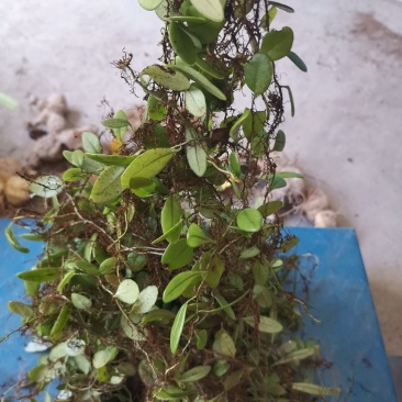 抱石莲瓜子金石莲瓜爬石莲