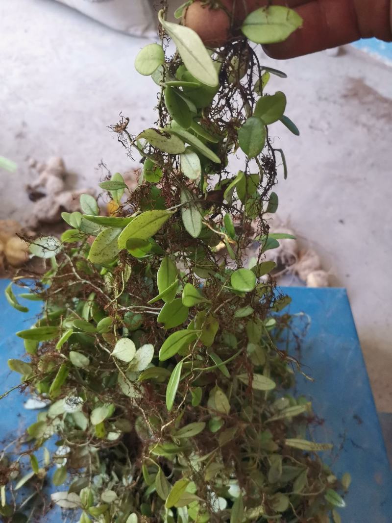 抱石莲瓜子金石莲瓜爬石莲
