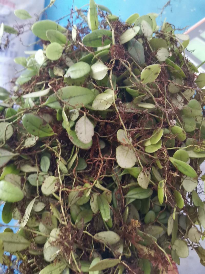 抱石莲瓜子金石莲瓜爬石莲