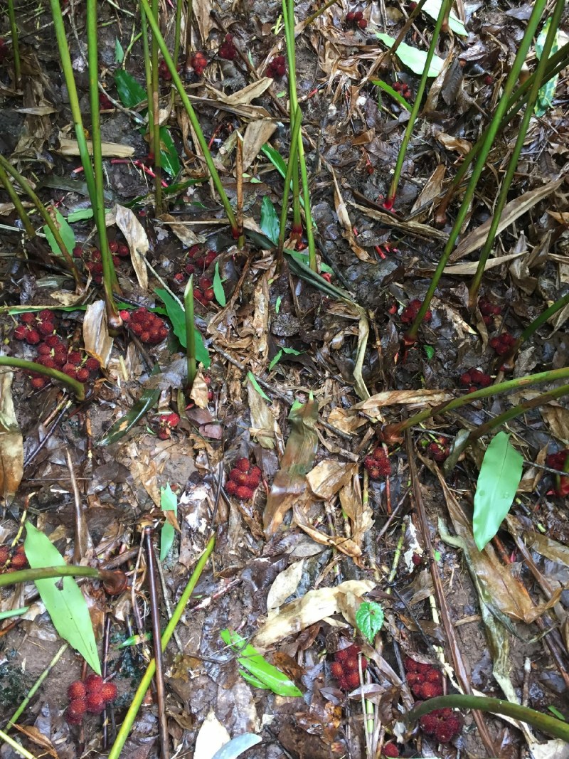 阳春春砂仁产地批发现摘现卖鲜货产地发货