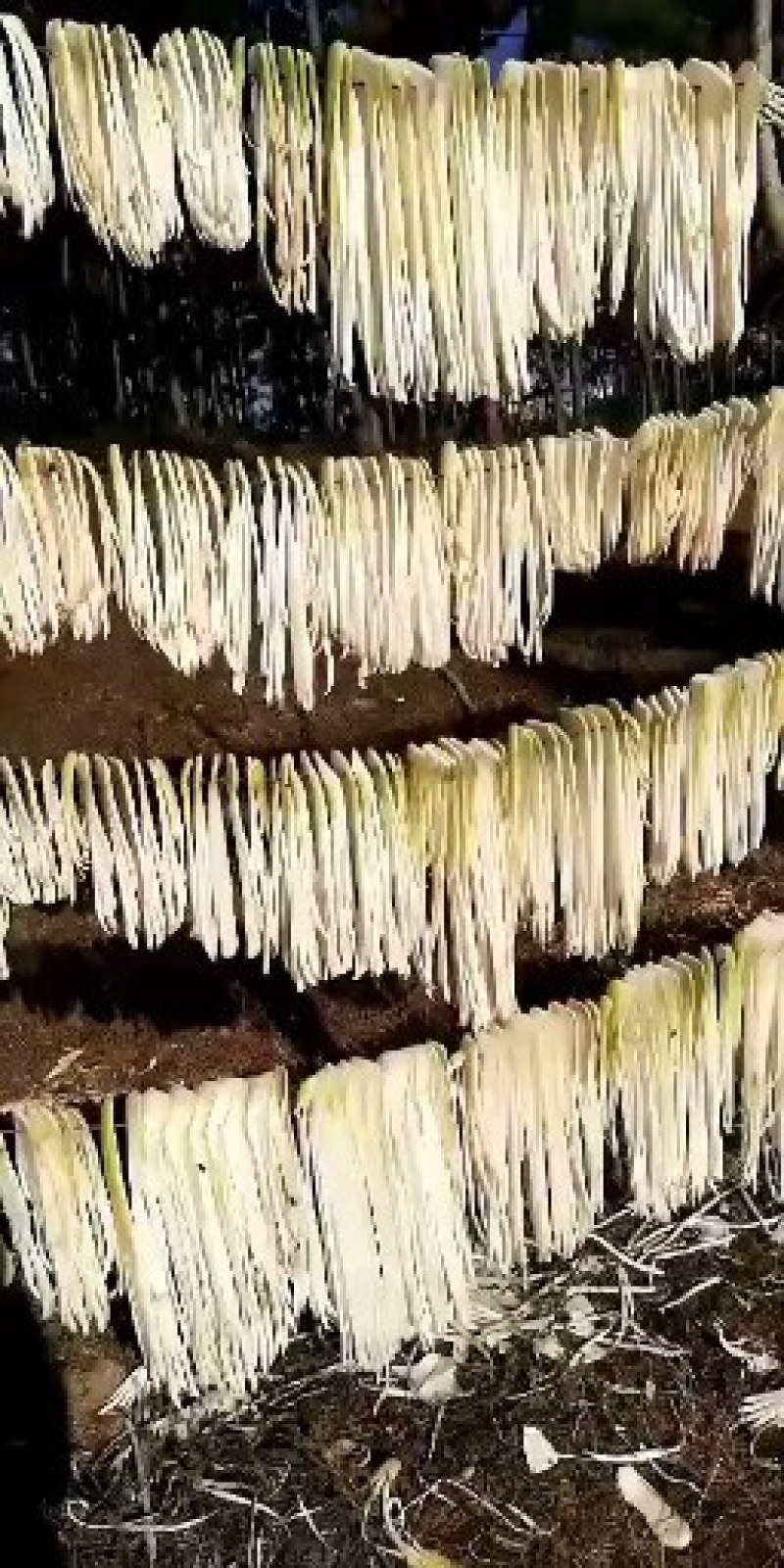云南风干精品萝卜干细萝卜条长萝卜干一件20斤