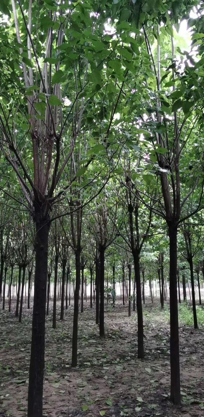 乔灌木主营：楸树，梓树。各种绿化工程苗