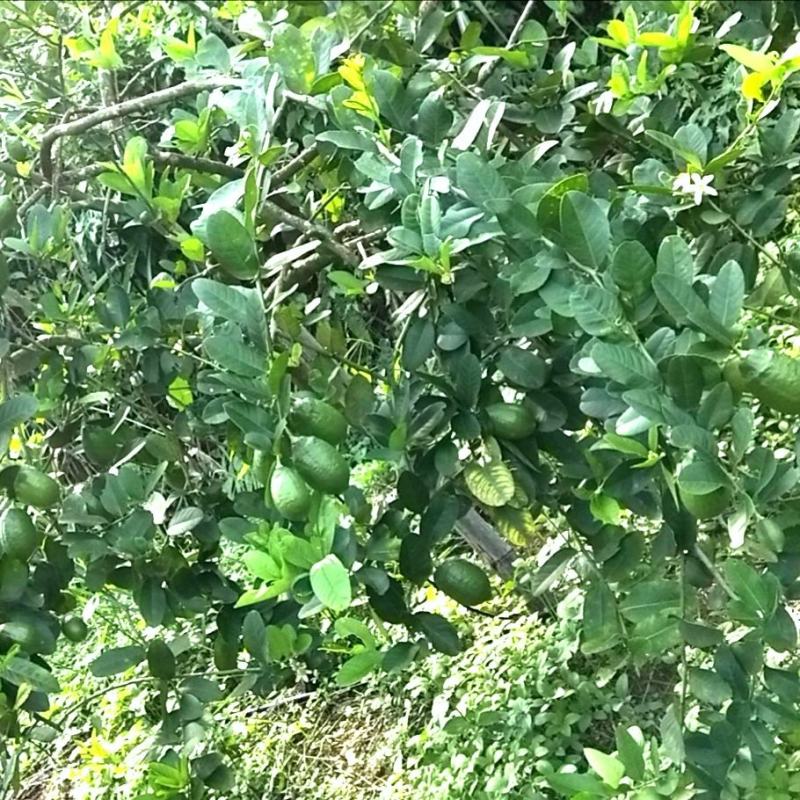 广东香水柠檬青果，果农直接发货，支持果园提货