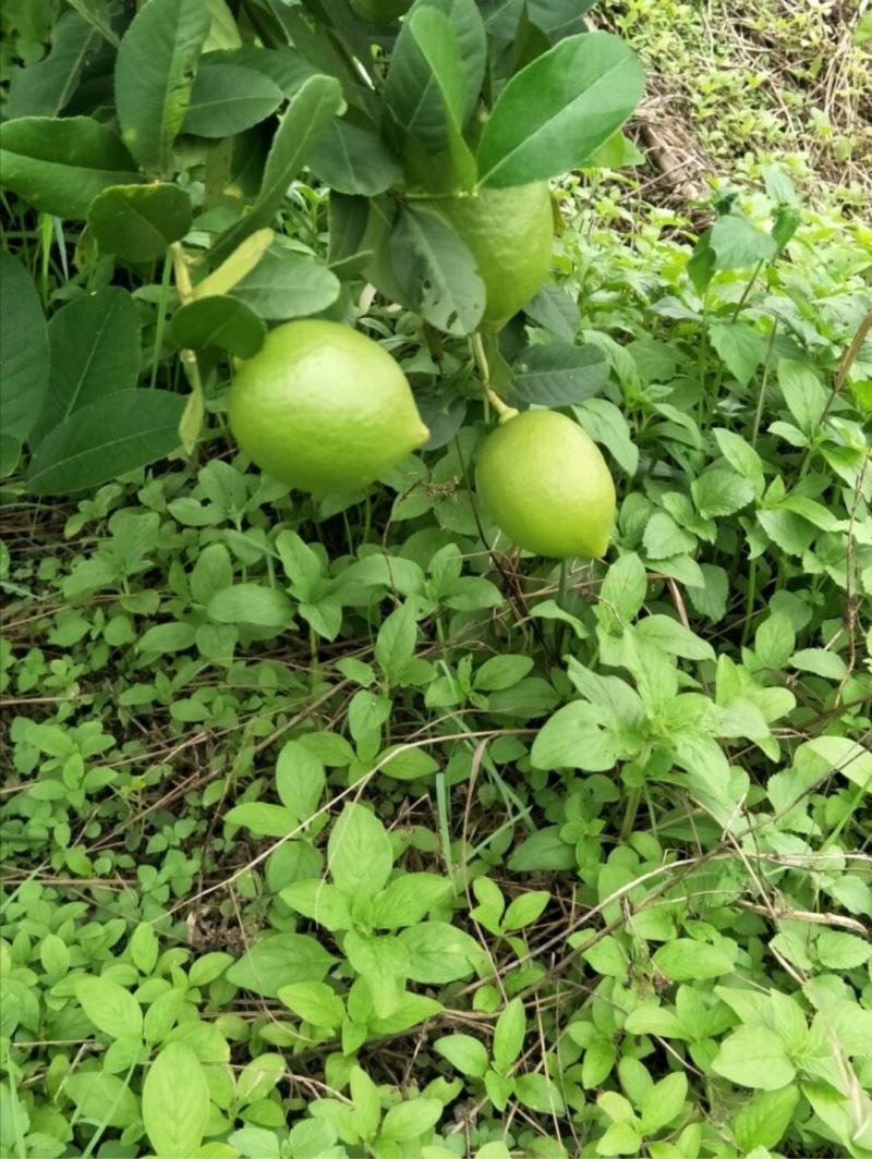 广东香水柠檬青果，果农直接发货，支持果园提货