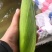 蔬菜甜玉米大量上市，需要的联系15862232719