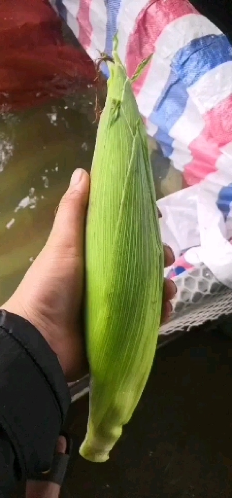 蔬菜甜玉米大量上市，需要的联系15862232719