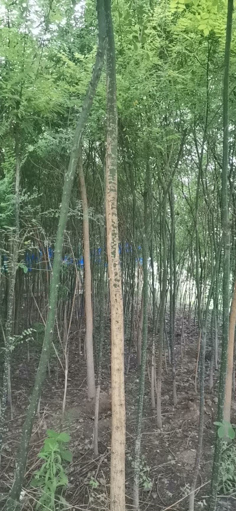 乔灌木主营：楸树，梓树。各种绿化工程苗